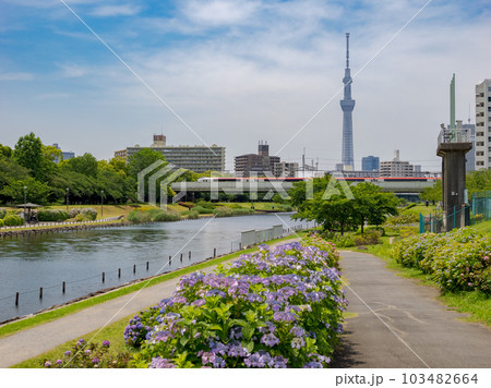 東京スカイツリーが見える河川敷と紫陽花が咲く風景の写真素材 [103482664] - PIXTA