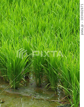 Rice field (日本の稲作/Japan) Rice field (日本の稲作/Japan) 103482671