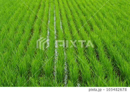 Rice field (日本の稲作/Japan) Rice field (日本の稲作/Japan) 103482678