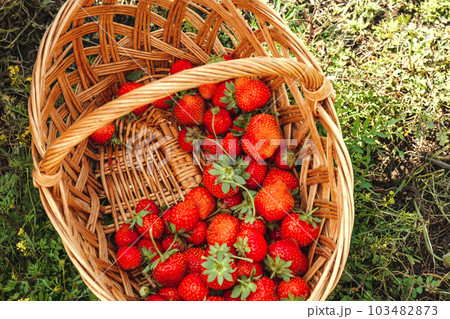 Overhead view of Strawberries in Basket Overhead view of Strawberries in Basket 103482873