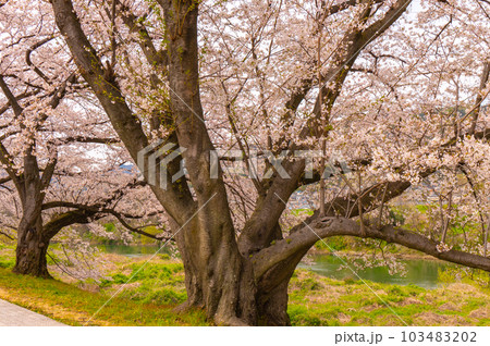 【イメージフォト】背割堤 バニーとオオアリクイと桜 【イメージフォト】背割堤 バニーとオオアリクイと桜 103483202