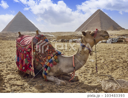 camel in egypt with the majestic pyramids of giza in the background 103483393