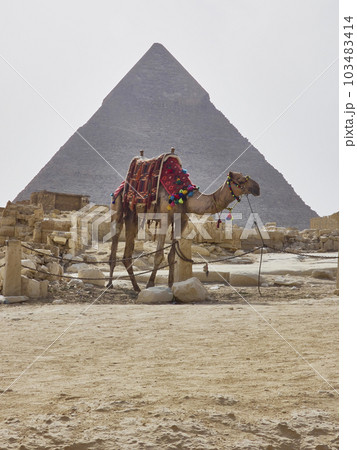 camel in egypt with the majestic pyramids of giza in the background camel in egypt with the majestic pyramids of giza in the background 103483414