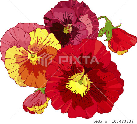 Red and orange pansies, pansy viola flowers composition. 103483535