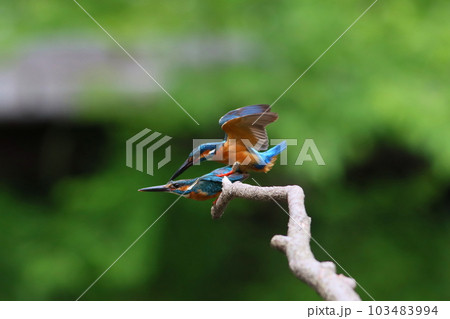 カワセミの交尾 103483994