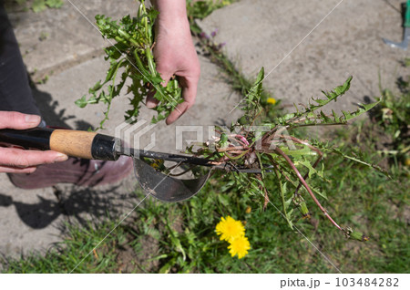 A tool for removing weeds in the garden and in the vegetable garden. Weeding of plantings 103484282