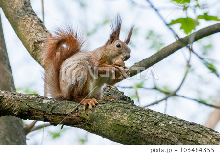 Squirrel sits on a branch and gnaws nuts Squirrel sits on a branch and gnaws nuts 103484355