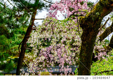京都御苑の近衛邸旧蹟の桜 京都御苑の近衛邸旧蹟の桜 103484647