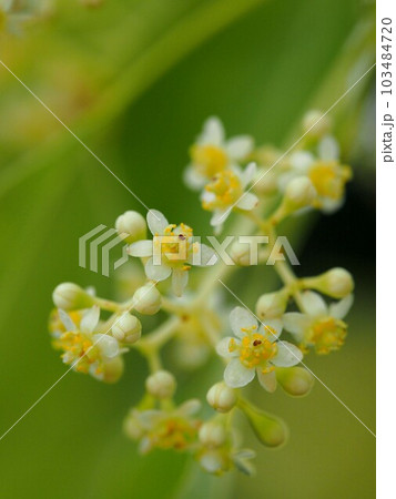 クスノキの花のクローズアップ（楠の花と蕾をつけた枝） 103484720