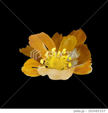 Peony flower yellow brown black watercolor sketch Peony flower yellow brown black watercolor sketch 103485337