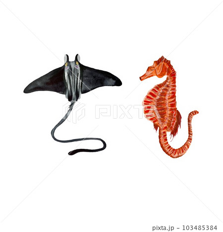Slope sea horse ocean sea watercolor illustration 103485384