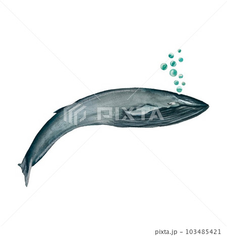 Whale blue bubbles ocean a watercolor illustration Whale blue bubbles ocean a watercolor illustration 103485421