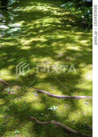 京都・南禅院の苔庭 103485600