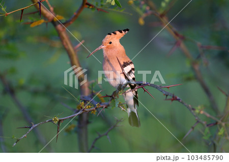 Incredible hoopoe 103485790