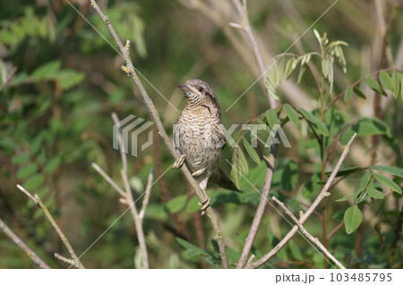 Mysterious Eurasian wryneck or northern wryneck (Jynx torquilla) Mysterious Eurasian wryneck or northern wryneck (Jynx torquilla) 103485795