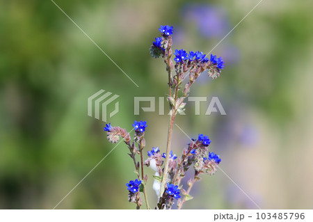 Anchusa 103485796