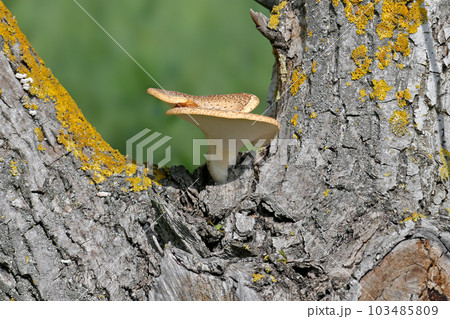 pheasant's back mushroom 103485809