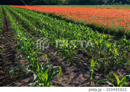 Fields of corn and poppies, beautiful summer rural landscape Fields of corn and poppies, beautiful summer rural landscape 103485822