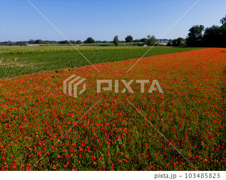 Field of wild poppies, beautiful summer rural landscape 103485823