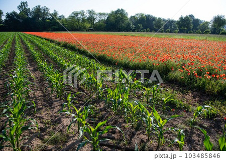 Fields of corn and poppies, beautiful summer rural landscape Fields of corn and poppies, beautiful summer rural landscape 103485846