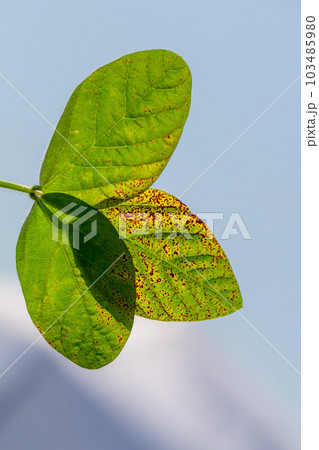 soybean leaf septoria close-up soybean leaf septoria close-up 103485980