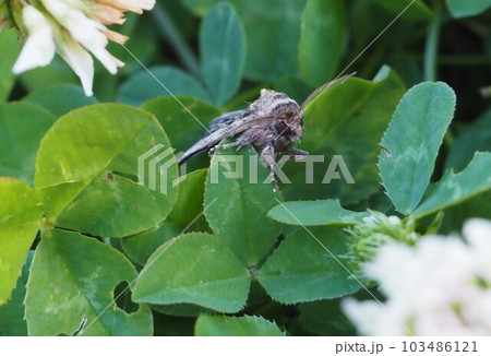 クローバーにとまる蛾 103486121