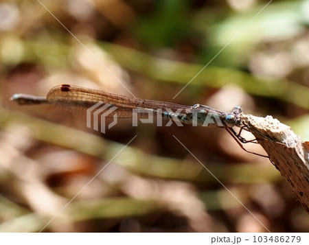 折れた枝先にとまったホソミイトトンボ(越冬型)のクローズアップ 折れた枝先にとまったホソミイトトンボ(越冬型)のクローズアップ 103486279