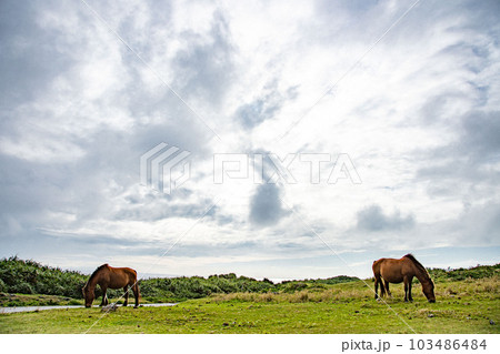 与那国島の馬 与那国島の馬 103486484