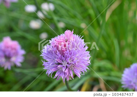 サラダや卵料理にセイヨウアサツキ(西洋アサツキ)チャイブ サラダや卵料理にセイヨウアサツキ(西洋アサツキ)チャイブ 103487437