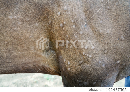 image of horse allergic reaction (馬のアレルギー) image of horse allergic reaction (馬のアレルギー) 103487565