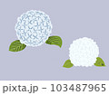 青色と白色の紫陽花 103487965
