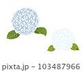 青色と白色の紫陽花 103487966
