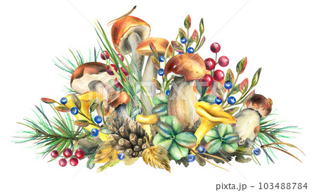 Forest mushrooms, boletus, chanterelles and blueberries, lingonberries, twigs, cones, leaves. Watercolor illustration, hand drawn. Isolated composition on a white background. Forest mushrooms, boletus, chanterelles and blueberries, lingonberries, twigs, cones, leaves. Watercolor illustration, hand drawn. Isolated composition on a white background. 103488784