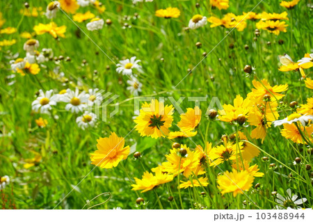 ホソバハルシャギクとデージー 103488944