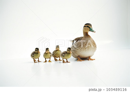 Duck and young duckling animals,Family walking on white background, Funny yellow group,AI generated. 103489116