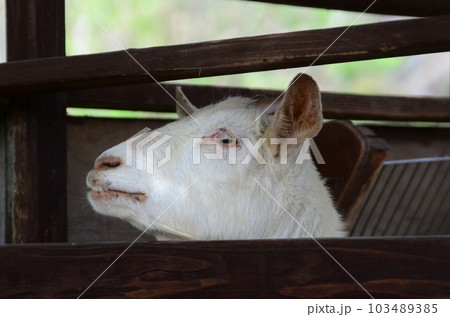 ヤギの顔 103489385