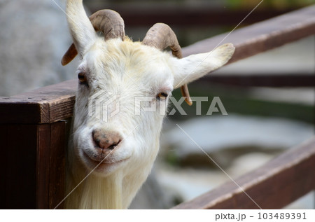 ヤギの顔 103489391