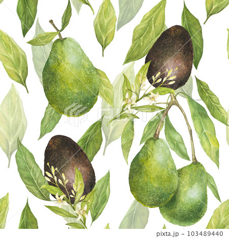 Watercolor seamless pattern with illustration of appetizing green hass avocados and leaves and flowers on white background. Watercolor seamless pattern with illustration of appetizing green hass avocados and leaves and flowers on white background. 103489440