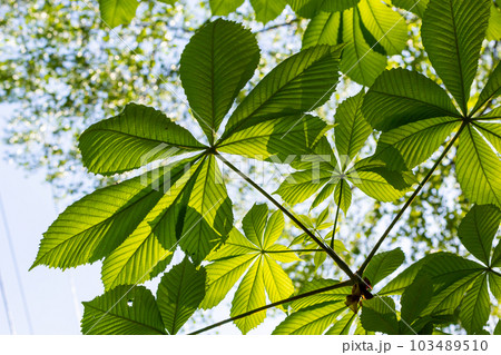 Green Chestnut Leaves in beautiful light. Spring season, spring colors. Aesculus hippocastanum, the horse chestnut Green Chestnut Leaves in beautiful light. Spring season, spring colors. Aesculus hippocastanum, the horse chestnut 103489510
