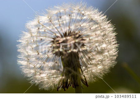 Delicate fluffy afterflowers of dandelions in the meadows on sunny spring days Delicate fluffy afterflowers of dandelions in the meadows on sunny spring days 103489511
