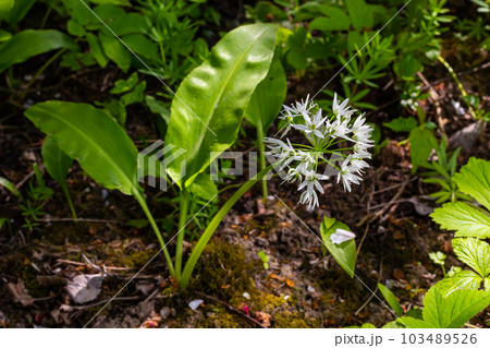Beautiful blooming white flowers of ramson - wild garlic Allium ursinum plant in homemade garden. Close-up. Organic farming, healthy food, BIO viands, back to nature concept Beautiful blooming white flowers of ramson - wild garlic Allium ursinum plant in homemade garden. Close-up. Organic farming, healthy food, BIO viands, back to nature concept 103489526
