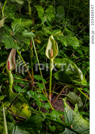 Cuckoopint or Arum maculatum arrow shaped leaf, woodland poisonous plant in family Araceae. arrow shaped leaves. Other names are nakeshead, adder's root, arum, wild arum, arum lily, lords-and-ladies Cuckoopint or Arum maculatum arrow shaped leaf, woodland poisonous plant in family Araceae. arrow shaped leaves. Other names are nakeshead, adder's root, arum, wild arum, arum lily, lords-and-ladies 103489547
