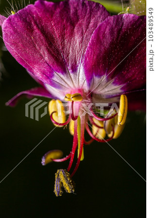 Dark purple dusky flowers in the garden, selective focus with green bokeh background - Geranium faeum 103489549