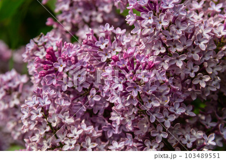 purple lilac shrub blossoms in spring. Beautiful floral nature wallpaper in the green garden 103489551