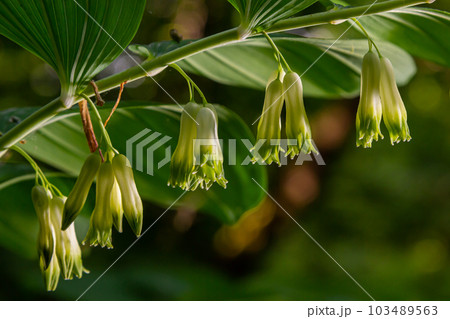 Polygonatum multiflorum, the Solomon's seal, David's harp, ladder-to-heaven or Eurasian Solomon's seal, is a species of flowering plant in the family Asparagaceae Polygonatum multiflorum, the Solomon's seal, David's harp, ladder-to-heaven or Eurasian Solomon's seal, is a species of flowering plant in the family Asparagaceae 103489563