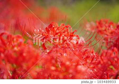 まんじゅしゃげ、曼殊沙華、彼岸花、田園、赤い、花、神代植物園、日本、東京、庭園、公園、野外、空、植物 まんじゅしゃげ、曼殊沙華、彼岸花、田園、赤い、花、神代植物園、日本、東京、庭園、公園、野外、空、植物 103489933