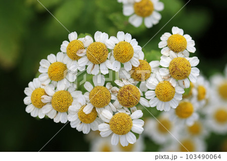 Feverfew yellow and white flowers in close up Feverfew yellow and white flowers in close up 103490064