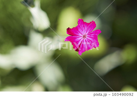 庭に咲くスイセンノウの花 103490092