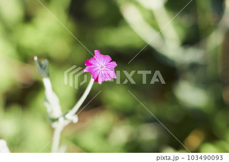庭に咲くスイセンノウの花 103490093