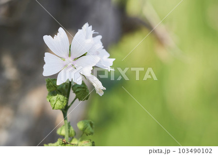 庭に咲くジャコウアオイの花 庭に咲くジャコウアオイの花 103490102